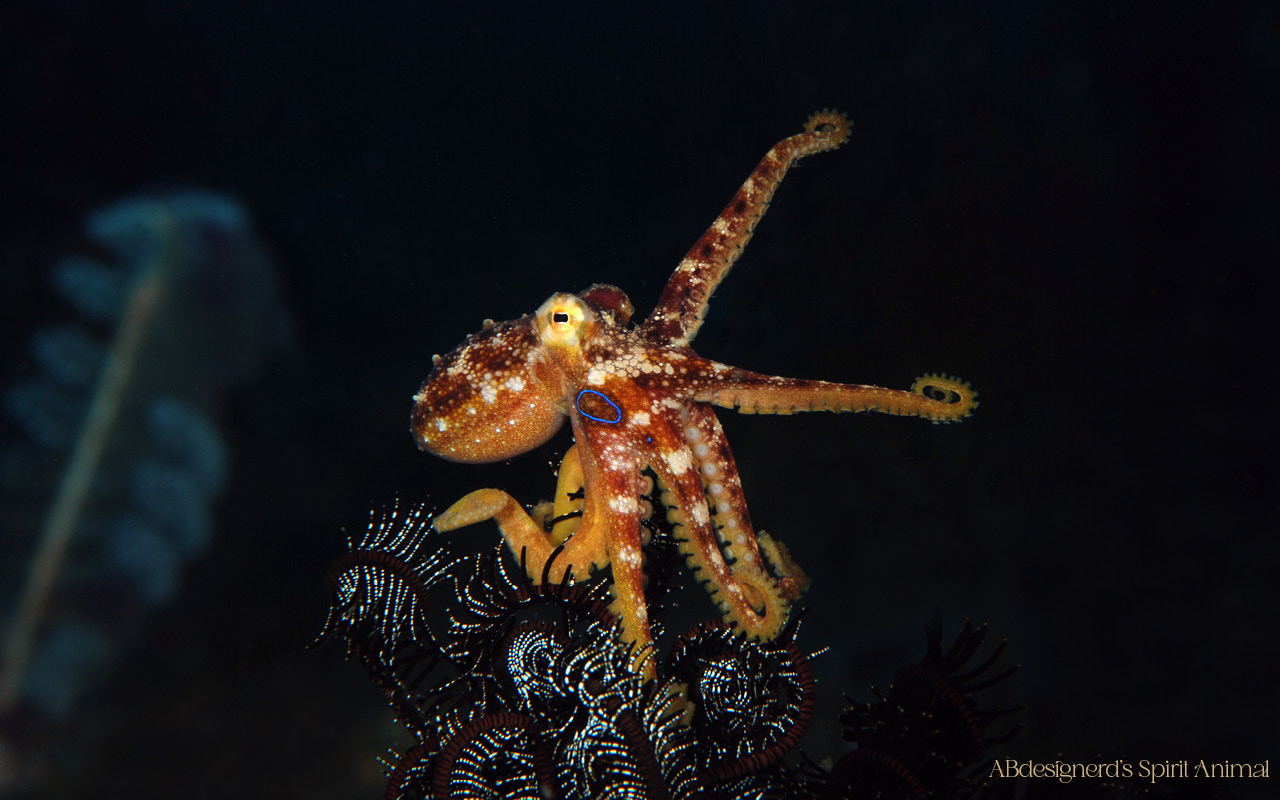 Image of a octopus