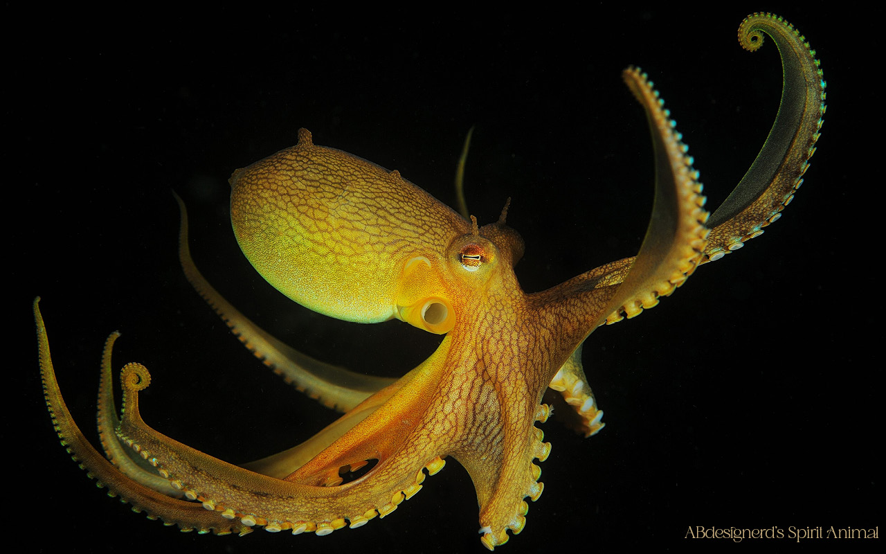 Image of an octopus