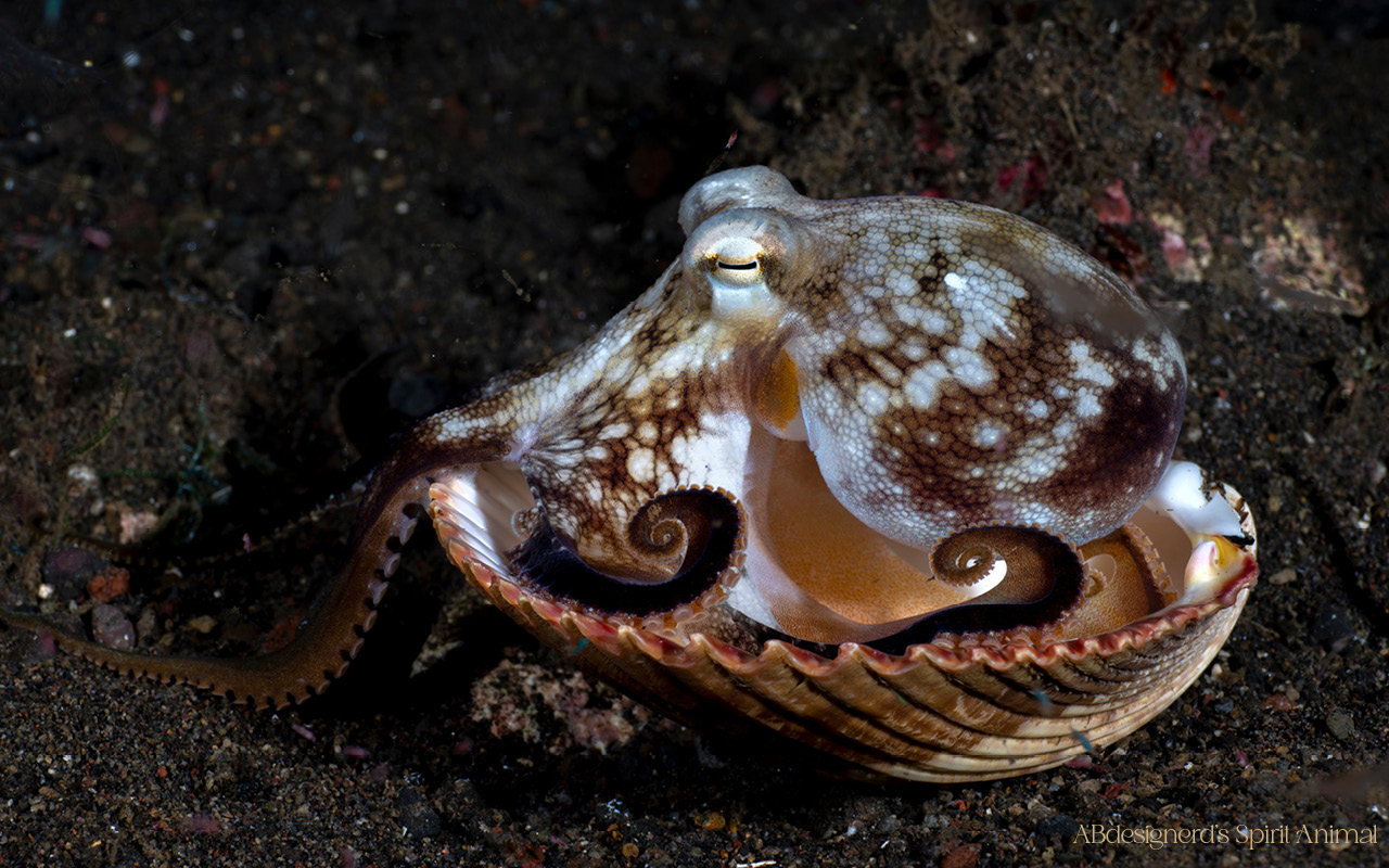 Image of an octopus