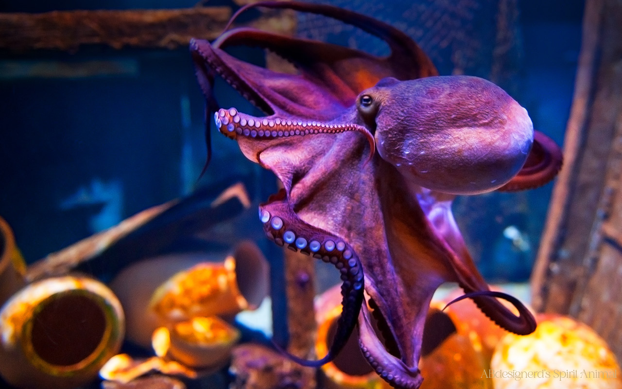 Image of an octopus