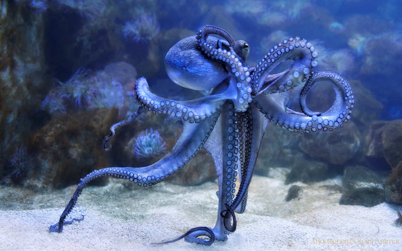 Image of an octopus