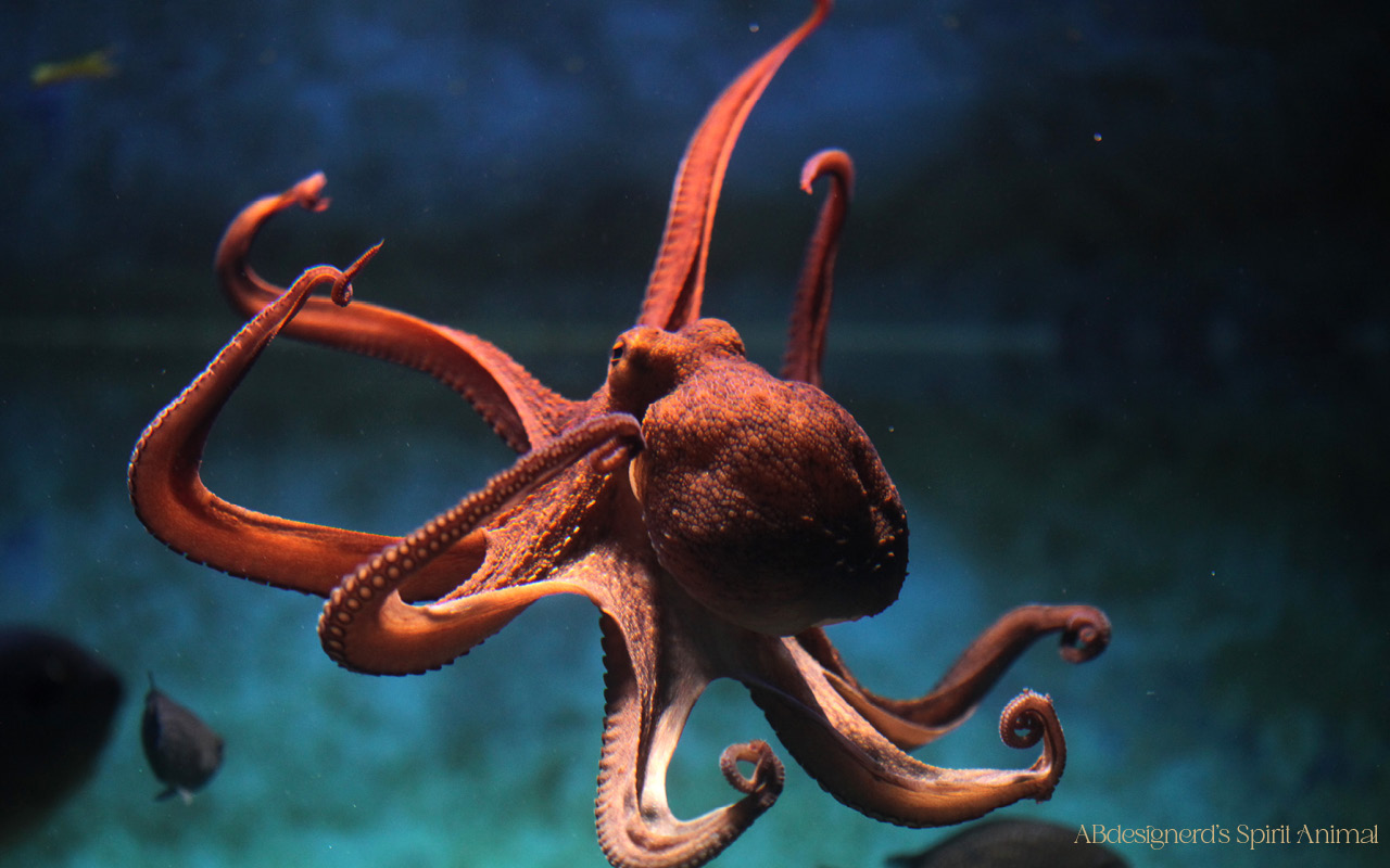 Image of an octopus